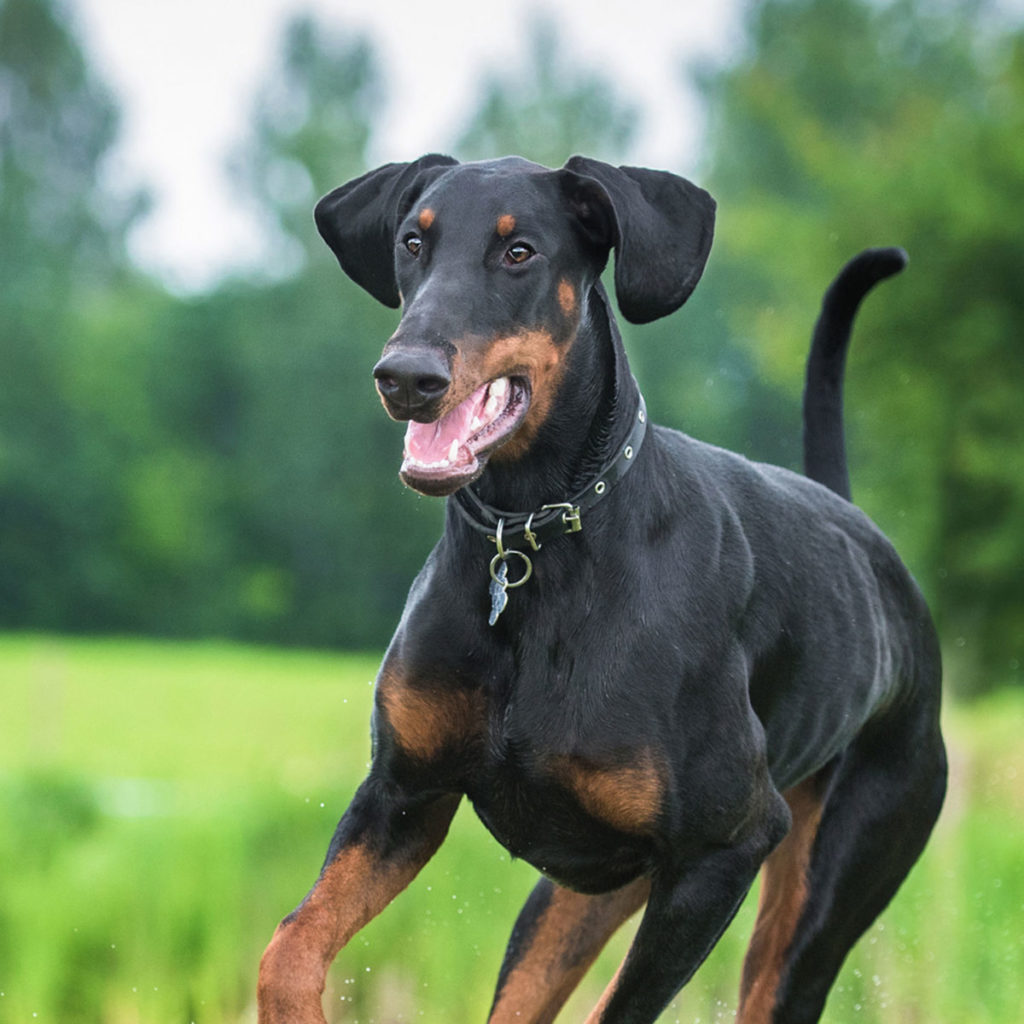 Doberman – Alex's Animals